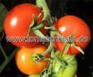Rote Tomate