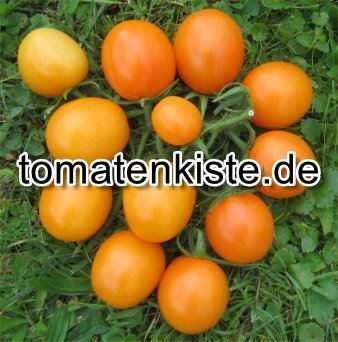 Oranges Pfläumchen (Oranzschewye Sliwki)