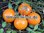 Robusta Orange